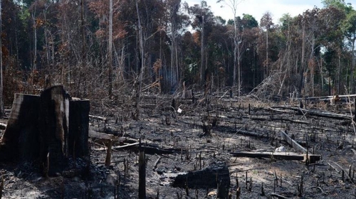 유럽 7개 투자회사, 아마존 열대우림 파괴 이유 투자 철회 경고