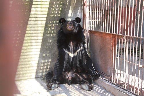 멸종 위기 반달가슴곰 불법 번식…웅담 손님엔 살코기 제공