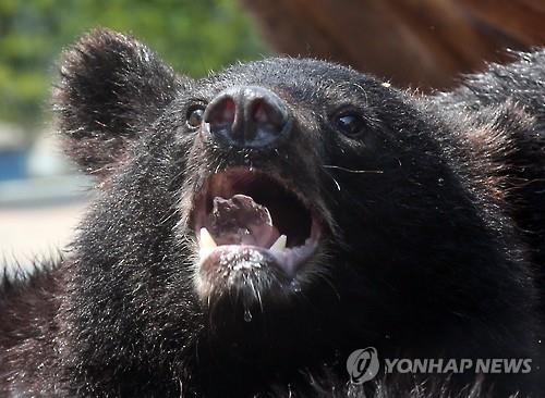 멸종 위기 반달가슴곰 불법 번식…웅담 손님엔 살코기 제공