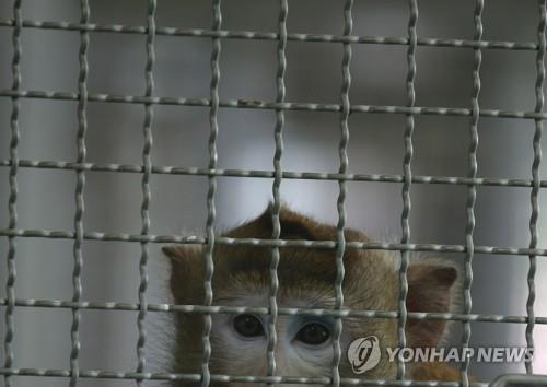 태국 "코로나 백신 원숭이 실험 고무적…10월 임상시험 기대"