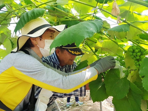 농번기 일손 부족 심각…자원봉사자 손길에 농민 함박웃음