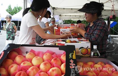 "곧 복숭아 수확하는데"…코로나19 불똥 튄 복숭아 주산지