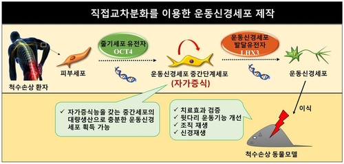 UNIST 연구진, 척수 손상 치료할 '세포 치료제' 개발