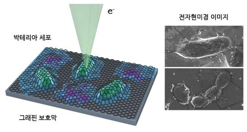 살아있는 세포 손상 없이 전자현미경으로 관찰 성공
