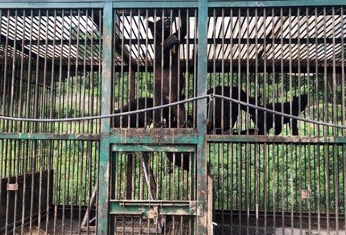 '웅담 불법거래 방지'…영산강환경청, 곰 사육시설 특별점검