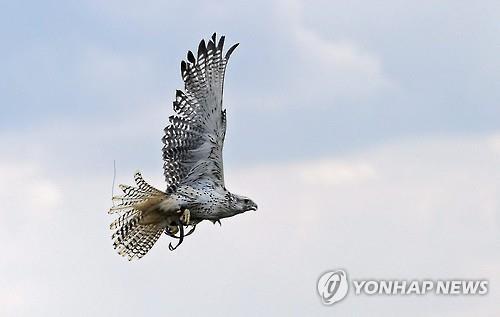 밀렵꾼 먹잇감 된 멸종위기종 흰매…러시아 보호센터 설립