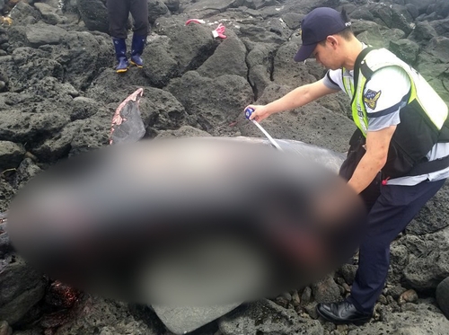 제주 해안서 250㎏ 남방큰돌고래 사체 발견