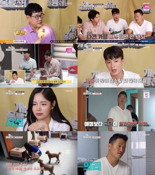 사진= KBS2 '개는 훌륭하다' 방송 화면.