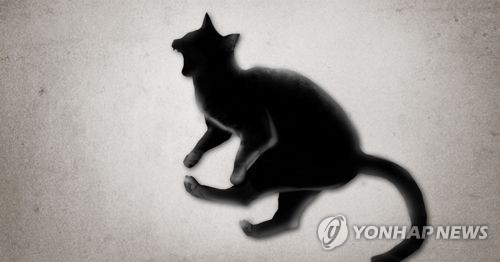 고양이 머리에 '살상용 화살촉' 쏜 40대 징역 1년·집행유예 2년