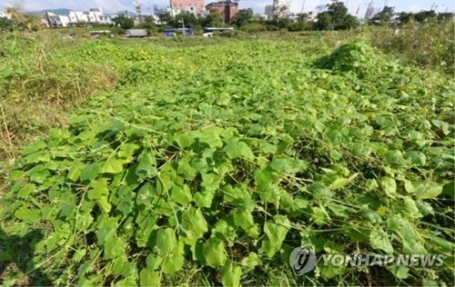 전북환경청, 옥정호 상류서 생태계교란종 '가시박' 제거