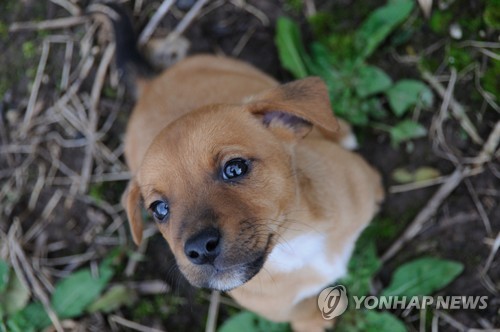 반려동물 영업자 특별단속…허가증·요금표 게시 여부 등 점검