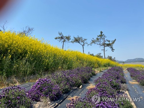 신안군, '섬 보라색 축제' 무기 연기…"코로나 유입 차단"