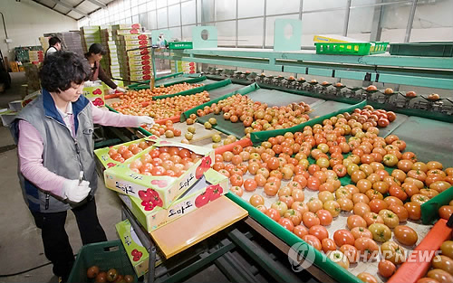 "이번엔 토마토로 완판 도전" 강원도 도매가보다 싼값에 40t목표