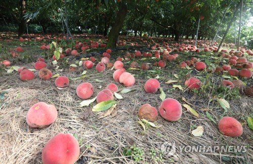 작년 가격 폭락으로 피해 본 감자…올해는 80.7ha 이상저온 피해