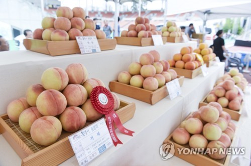 원주 치악산 복숭아·횡성 토마토축제 코로나 19로 취소