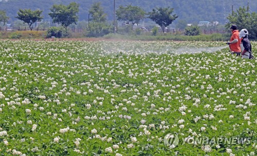 작년 가격 폭락으로 피해 본 감자…올해는 80.7ha 이상저온 피해