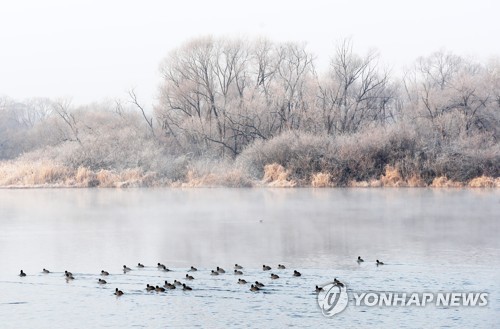 춘천 소양강에 둥지 튼 가마우지떼…배설물 해법 없어 '골머리'