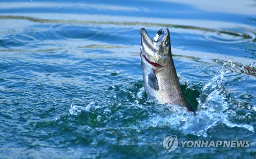 화천군 "산천어축제 동물 학대 아니다…검찰서 고발사건 각하"