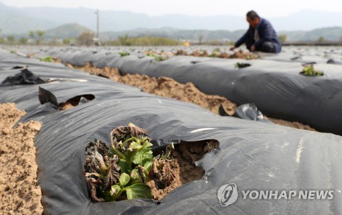 작년 가격 폭락으로 피해 본 감자…올해는 80.7ha 이상저온 피해