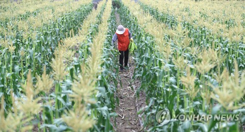 [줌in제주]올여름 콜라보다 단 '초당옥수수' 어때요…당↑·칼로리↓