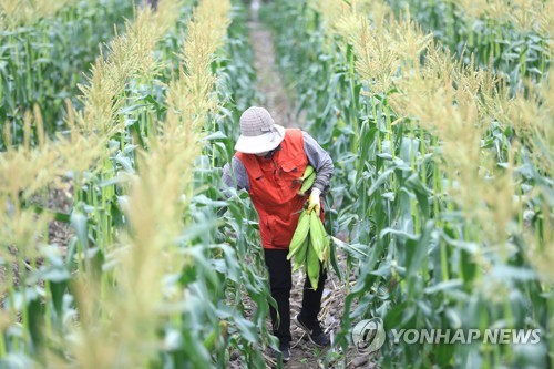 [카메라뉴스] 제주 '물메' 초당옥수수 출하 시작…"상상 초월 당도"