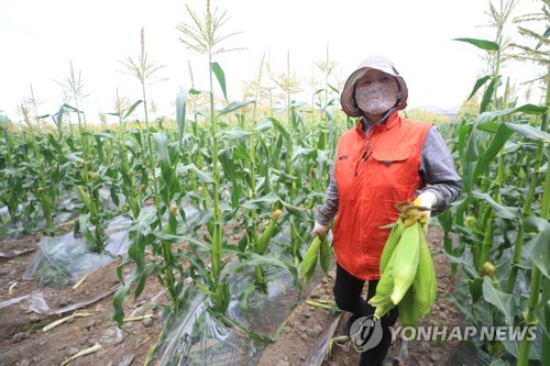 [카메라뉴스] 제주 '물메' 초당옥수수 출하 시작…"상상 초월 당도"