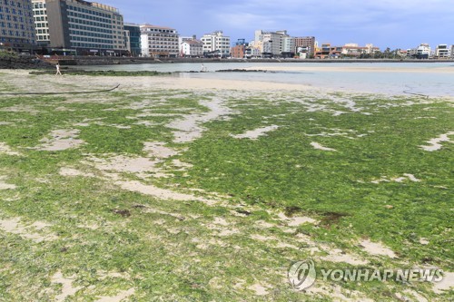 제주 바다에 초록 불청객 '파래' 습격…해수욕장 개장 비상