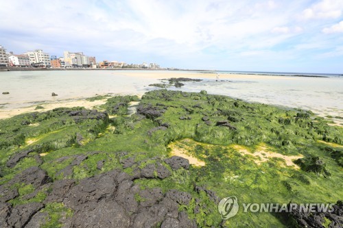 제주 바다에 초록 불청객 '파래' 습격…해수욕장 개장 비상