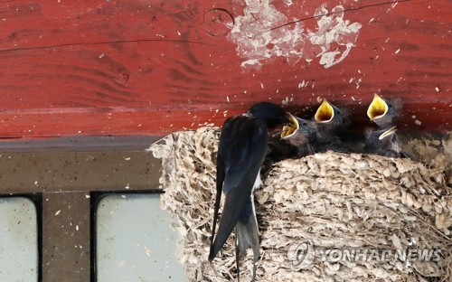 "손님들이 흥부 식당이라고 불러요" 한 지붕 여섯 제비 가족