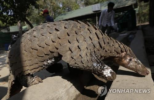 "코로나19 바이러스, 천산갑 거치며 인체 침투 능력 강해져" 