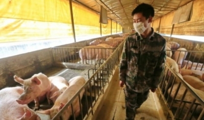 중국서 또 터졌다…코로나 이어 돼지열병·흑사병까지 [종합]