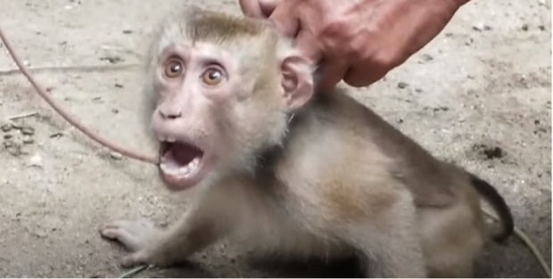 한 국제동물보호단체가 태국의 일부 원숭이 시설이 코코넛 채취를 위해 원숭이를 학대한다고 주장한 것과 관련해 태국 정부가 반박에 나섰다./사진=페타(PETA) 유튜브 영상 캡처