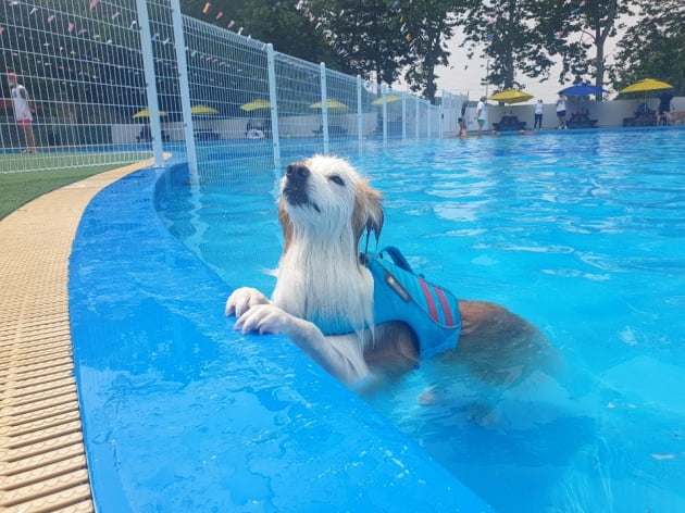 여름 휴가, 우리집 반려견과 물놀이 갈까