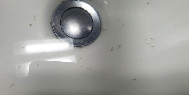 15일 오전 4시쯤 인천시 부평구 갈산동의 한 아파트 수돗물에서 유충이 대량으로 발견됐다. (독자제공)2020.7.15/뉴스1