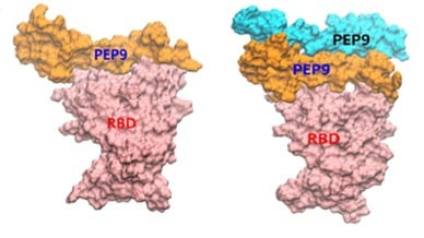 인공단백질 PEP9의 단량체 혹은 이량체가 코로나19 바이러스의 스파이크 단백질의 RBD 부위에 결합한 모습. DGIST 제공