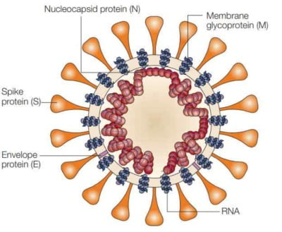코로나19 바이러스의 모습. 표면에 방망이처럼 붙은 단백질이 스파이크 단백질이다. 네이처 제공.