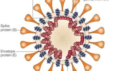 코로나19의 스파이크 단백질, 면역 핵심인 T세포 활성은 적게 나타나
