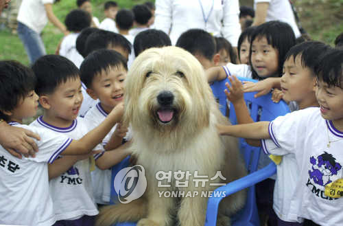 [펫·보·이] 보험료는 몸값 순이 아니잖아요