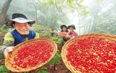 [포토] 명품 산양삼 키워요