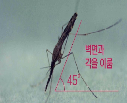 경기 파주서 말라리아 감염 모기 확인…"의심증상시 검사받아야"(종합)