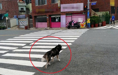 초등학교 주변서 학생 위협 대형견 30분 만에 포획