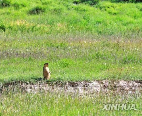 중국 네이멍구서 흑사병 환자 발생…조기경보 발령(종합2보)