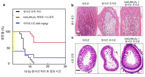 방사선 피폭 때 생기는 활성산소 제거 나노입자 개발