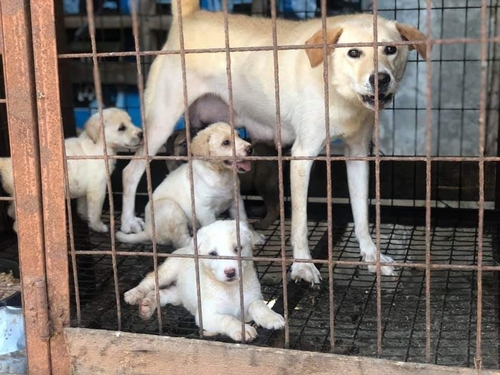 동물보호단체 "롯데, 인천 계양산 불법 개 농장 해결해야"(종합)