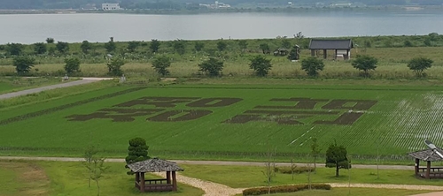 벼로 그린 논 그림 '청정 전남' 전남농업테마공원서 눈길