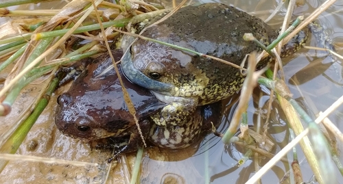 서울 여의샛강생태공원에서 보호종 두꺼비 발견