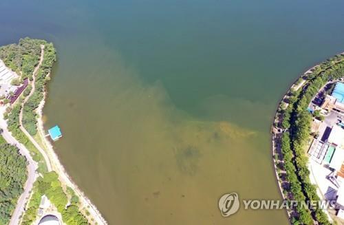 낙동강 일부 구간서 녹조 발생…여름철 확산 예상