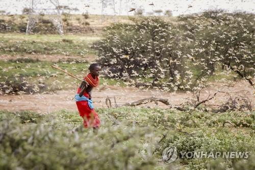 정부, 메뚜기떼로 식량위기 14개국에 400만달러 지원