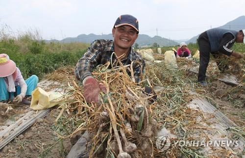 [외국인 근로자 실종] ① "추수철이 다가오는데…저 넓은 논 누가 다 메나"