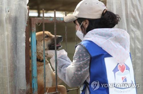 비쩍 말라 길거리 헤매는 믹스견…코로나19 속 반려동물 수난